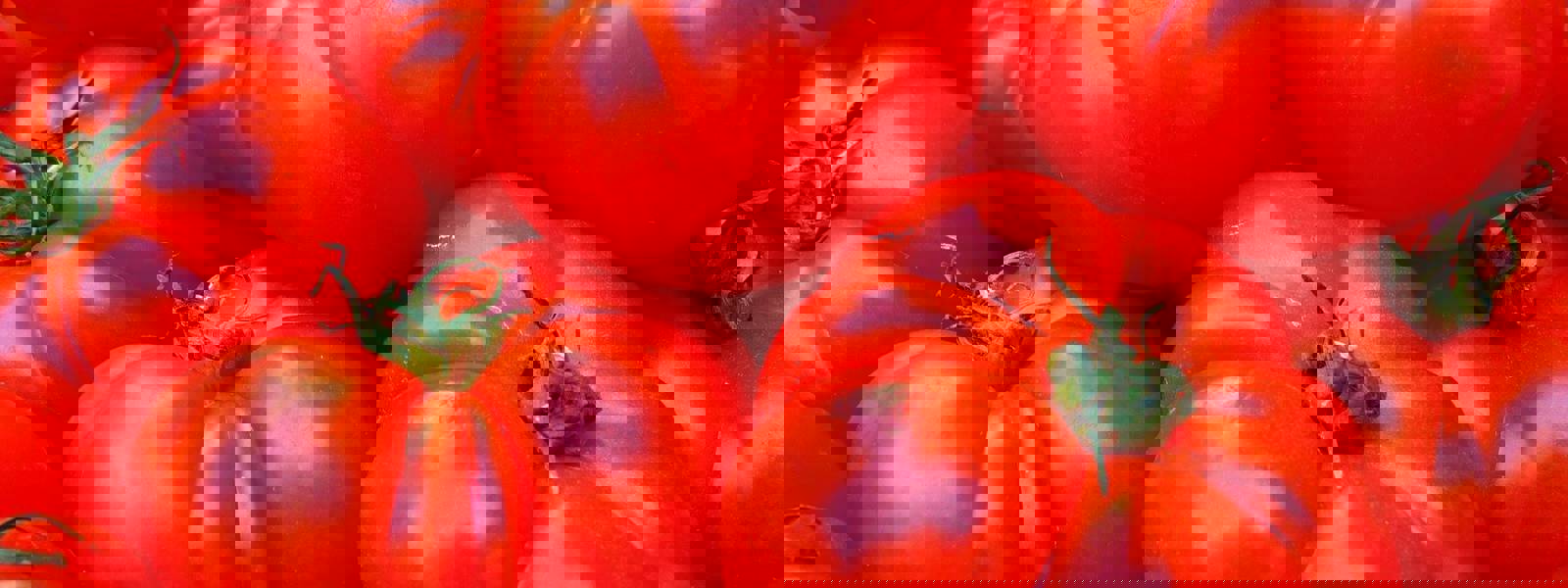 A close-up of vibrant red tomatoes piled together, showcasing their glossy texture.