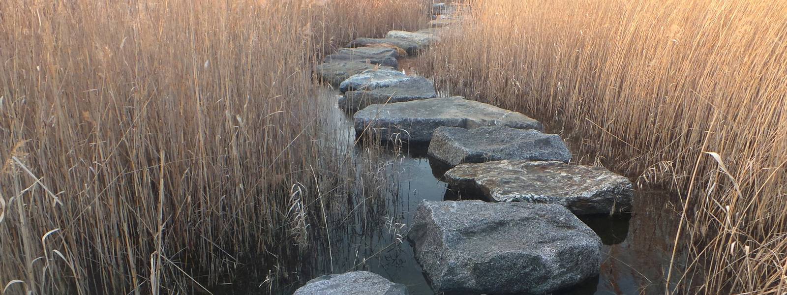Stepping stones across a calm waterway surrounded by tall golden grasses.