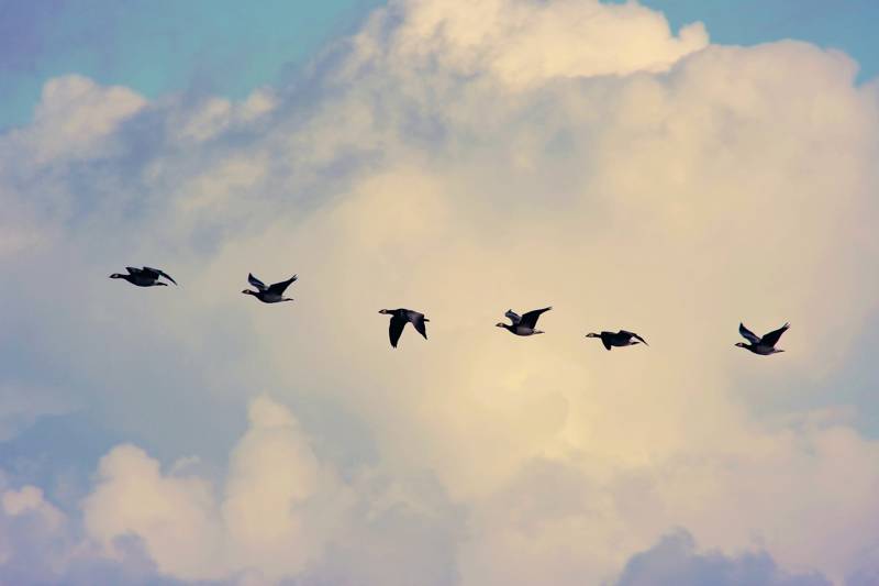 Six ducks flying in formation against a backdrop of fluffy clouds.