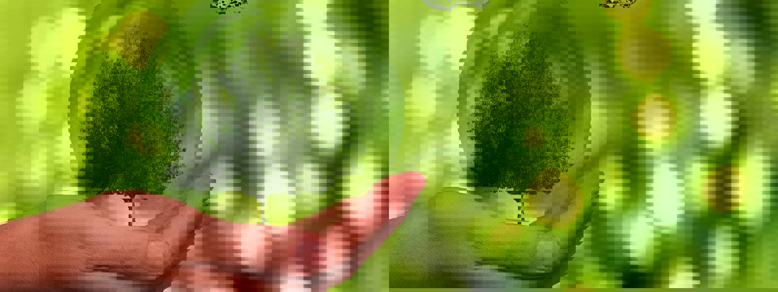 A hand holding a glass sphere with a tree inside, surrounded by a green background.