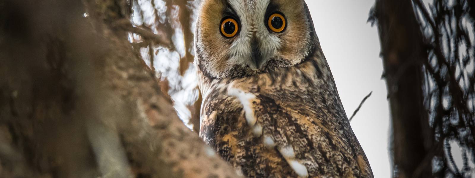 A long-eared owl perched on a tree branch, gazing curiously at the viewer.