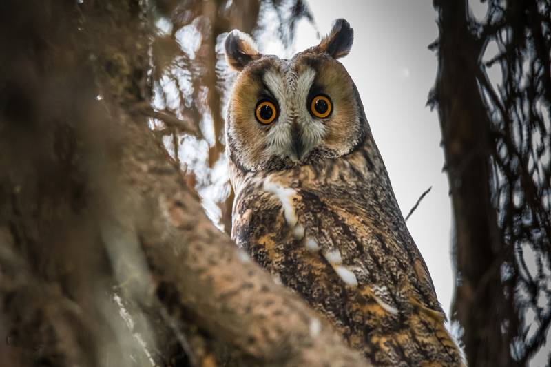 A long-eared owl perched on a tree branch, gazing curiously at the viewer.