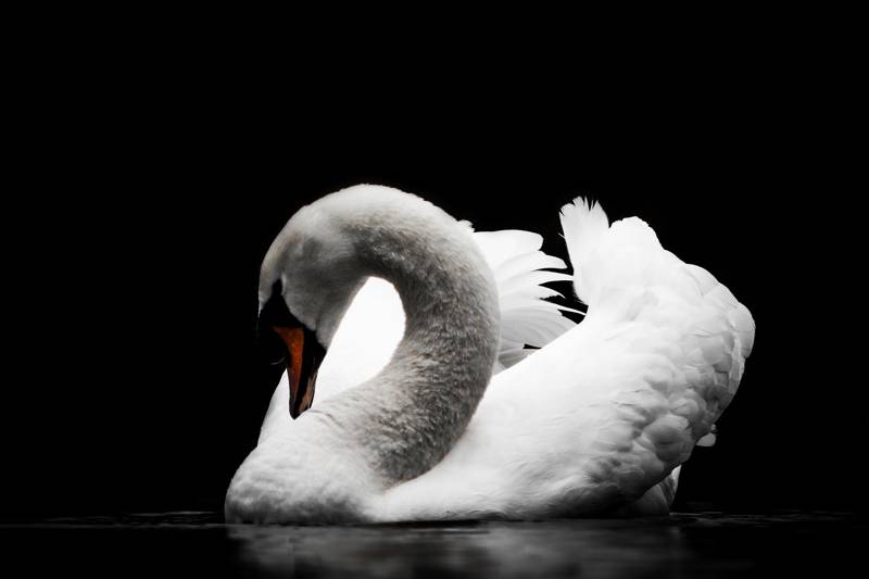 A serene white swan gracefully preening on dark water.