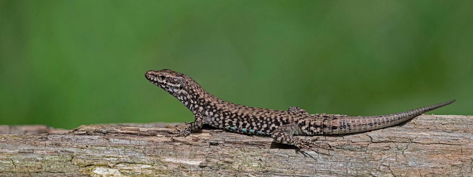A lizard resting on a log with a blurred green background.