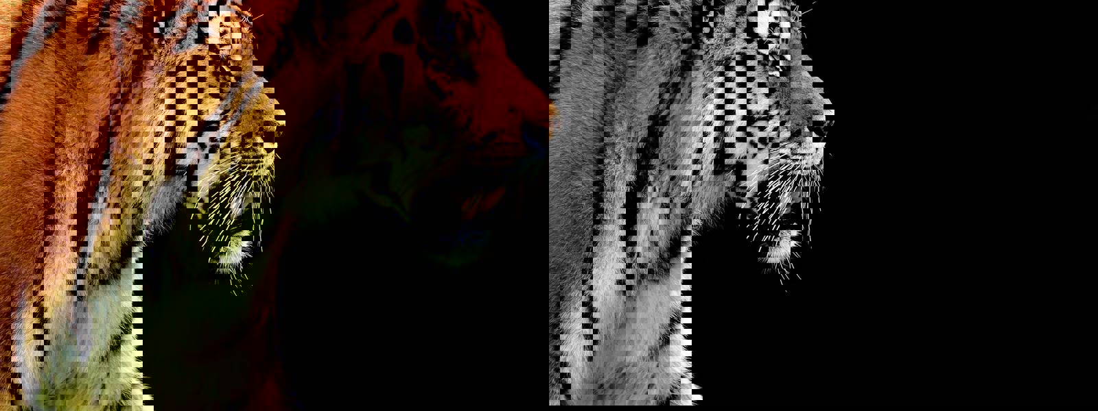 A tiger strides gracefully through green grass, highlighted against a black backdrop.